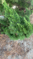 Juniperus chinensis
