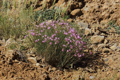 Dianthus orientalis