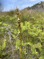 Prasophyllum australe