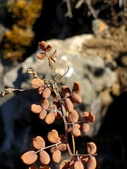 Pellaea myrtillifolia