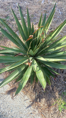 Yucca gloriosa