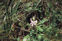 Gentianeae