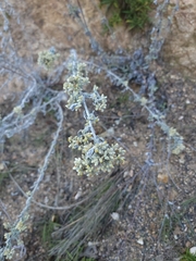 Pseudognaphalium