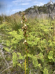 Prasophyllum australe