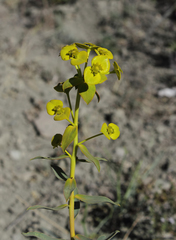 Euphorbia heteradena