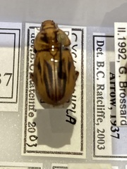 Cyclocephala laevis