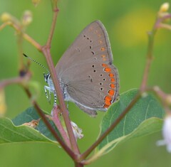 Satyrium titus