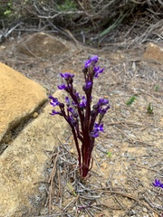Lobelia browniana