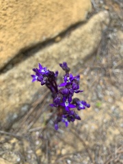 Lobelia browniana