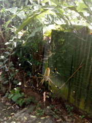 Trichonephila clavipes