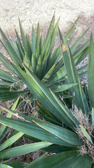 Yucca gloriosa