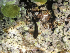 Ophioblennius macclurei