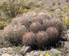 Homalocephala polycephala