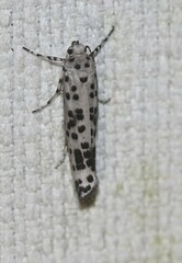 Yponomeuta pustulellus