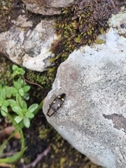 Nascioides enysi