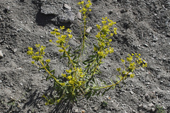 Euphorbia heteradena