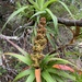 Richea dracophylla - Photo (c) hovea, osa oikeuksista pidätetään (CC BY-NC), lähettänyt hovea