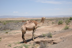 Camelus dromedarius