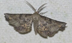 Parepisparis excusata