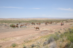 Camelus dromedarius