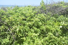 Schinus terebinthifolia