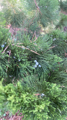 Juniperus chinensis