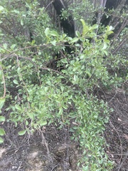 Sambucus cerulea