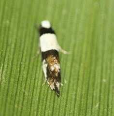 Monopis icterogastra