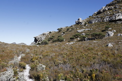 Mimetes fimbriifolius