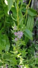 Lythrum hyssopifolia