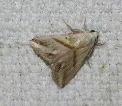 Eublemma cochylioides