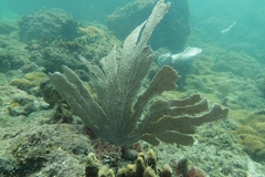 Phyllogorgia dilatata