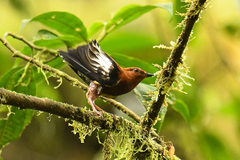 Machaeropterus deliciosus