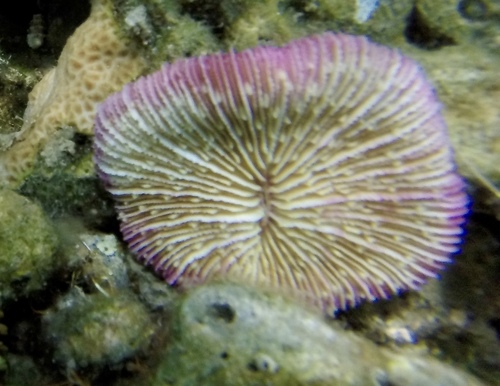 Fungia fungites