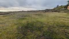 Homalothecium aureum