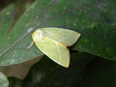 Bena bicolorana