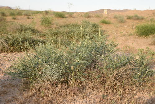 Sophora pachycarpa