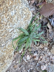 Plantago ovata