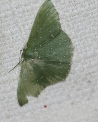 Prasinocyma iosticta