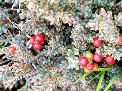 Acrothamnus colensoi