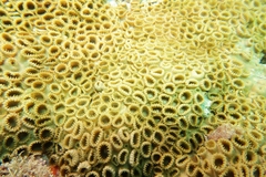 Palythoa caribaeorum