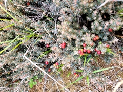 Acrothamnus colensoi