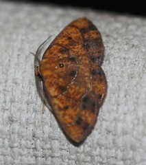 Scardamia chrysolina