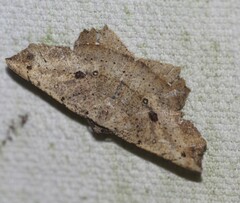 Polyacme subpulchra