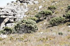 Mimetes fimbriifolius