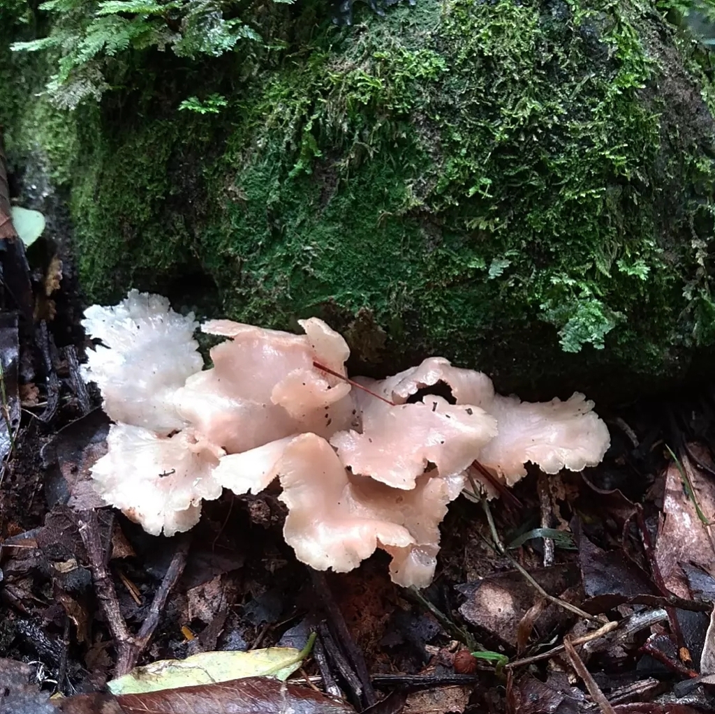 Trechispora thelephora · May 2022 · photo: © lelacappelli (iNaturalist, cc0)