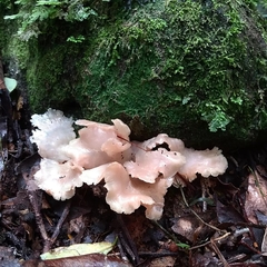 Trechispora thelephora