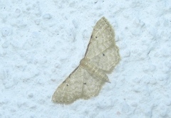 Idaea fuscovenosa
