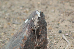 Liolaemus atacamensis