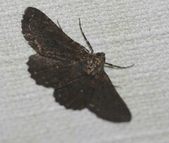 Paradromulia ambigua